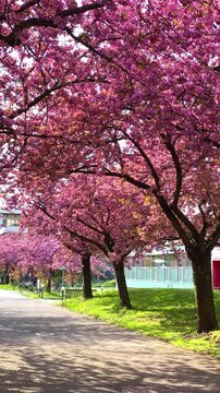 Pink cherry blossom trees line a path on a sunny day in a park