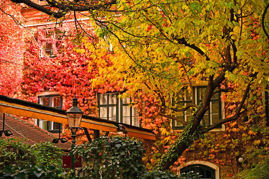 Cozy Courtyard with Vintage Street Lantern and Red Autumn Ivy in Vienna Austria