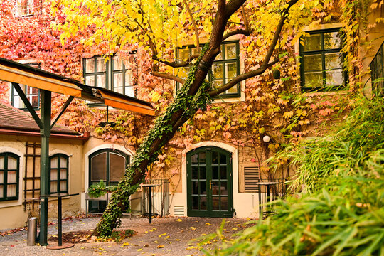 Charming Courtyard of Historic Viennese Building Covered in Colorful Autumn Ivy in Vienna Austria