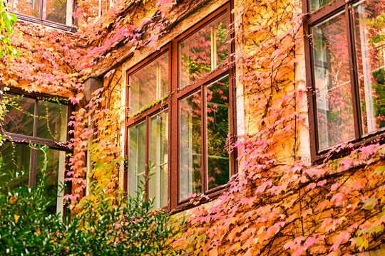 Historic Building Facade with Brown Windows Covered in Red Autumn Ivy in Vienna Austria
