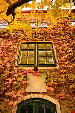 Traditional Austrian House Facade with Green Windows Framed by Golden Autumn Leaves in Vienna