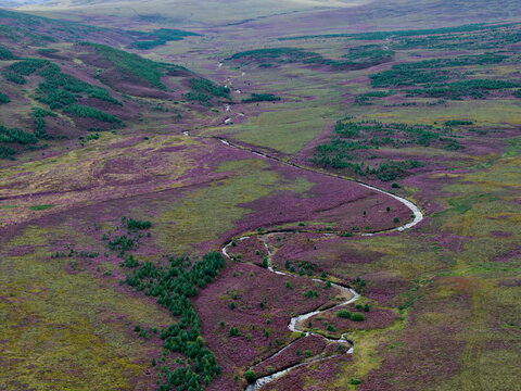 Aerial view of the winding River Tromie flowing through Glen Tromie, surrounded by vibrant purple heather in bloom, green hills, and forestry tracks in Kingussie, Scotland, United Kingdom.