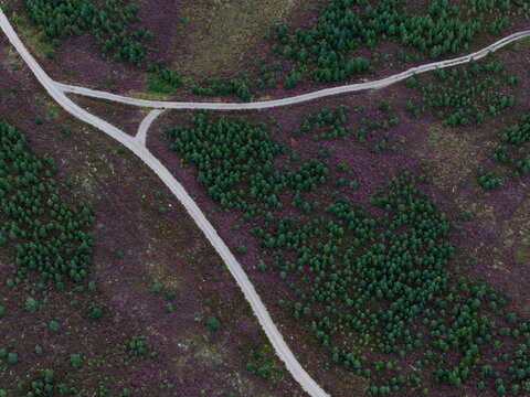 Aerial view of Glen Tromie featuring vibrant purple heather in bloom and winding forestry tracks cutting through evergreen pine forests in Kingussie, Scotland, United Kingdom.