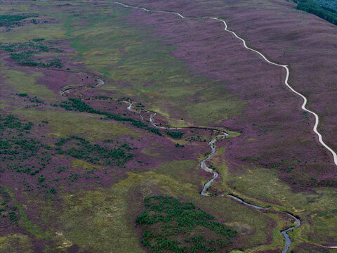 Aerial view of Glen Tromie featuring vibrant purple heather in bloom, a winding stream, and forestry tracks cutting through the landscape in Kingussie, Scotland, United Kingdom.