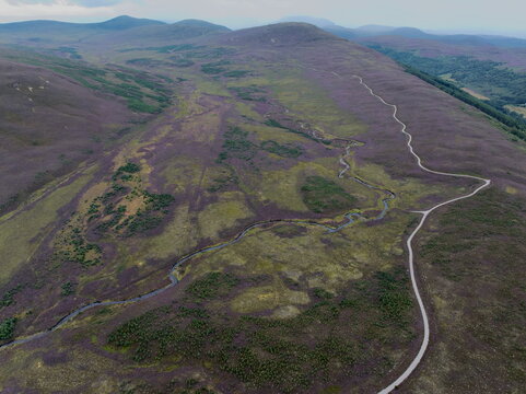 Aerial view of Glen Tromie featuring vibrant purple heather in bloom, a winding stream, and forestry tracks cutting through the Scottish Highlands in Kingussie, Scotland, United Kingdom.