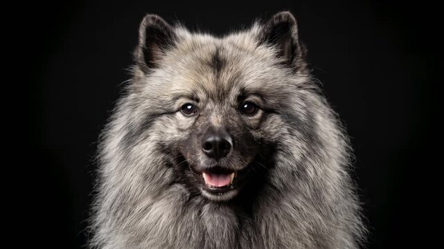keeshond dog close up isolated on black background studio portrait in netherlands video