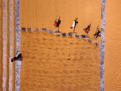 Aerial view of workers raking harvested rice grains spread out to dry on the ground in Dhaka, Bangladesh.