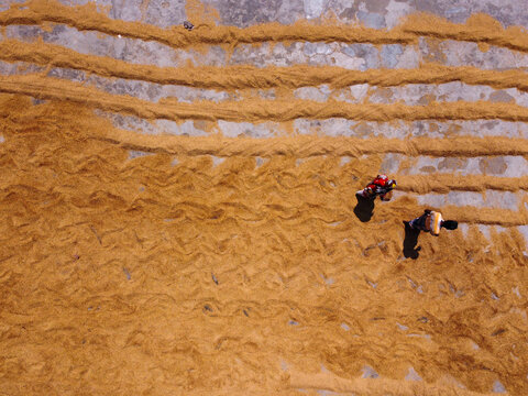 Aerial view of rice paddy drying with people walking across the rows of golden grains spread out on a concrete surface in Dhaka, Bangladesh.