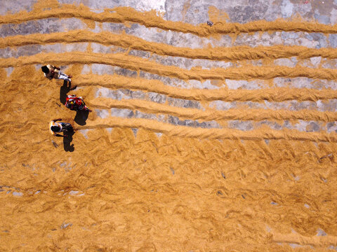 Aerial view of people working to dry harvested rice grains spread in long rows on a concrete surface in Dhaka, Bangladesh.