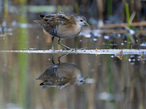 Little crake, Zapornia parva