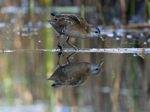 Little crake, Zapornia parva