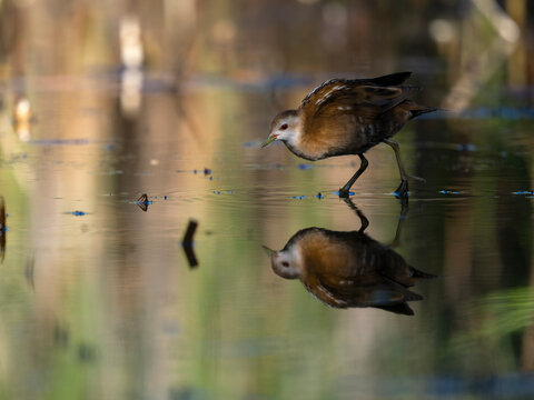 Little crake, Zapornia parva