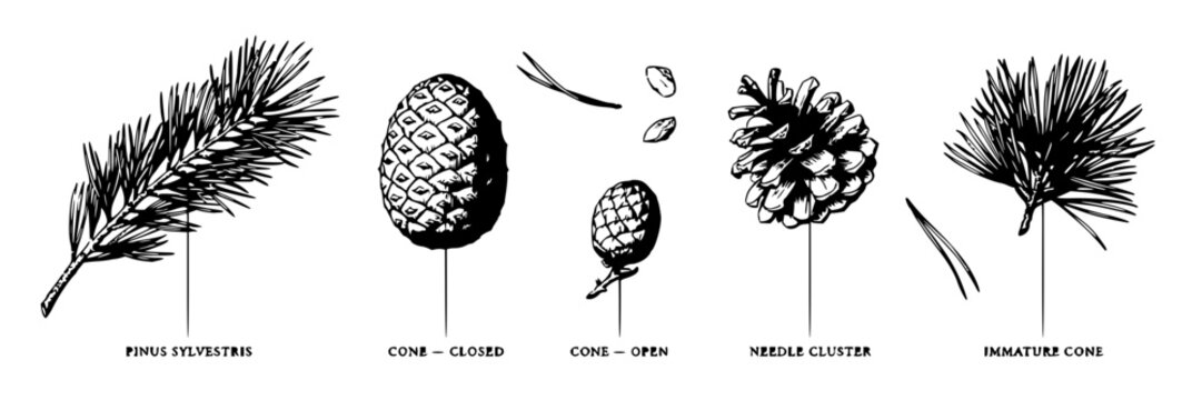 Pine set with detailed botanical illustrations featuring pine needles, pine cone, seed, branch with monochrome style and vintage engraving