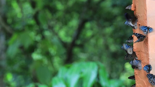 Beautiful nature video background. Colorful butterflies flying in groups foraging for food and pollinating in the forest. Nature during travel.