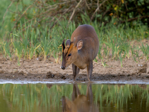 Muntjac, Muntiacus reevesi
