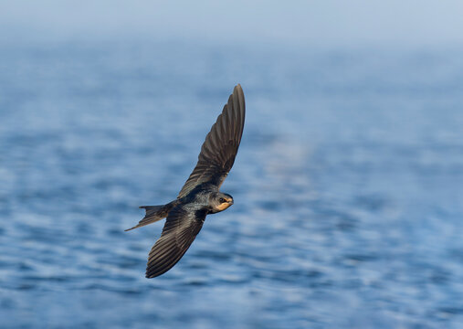 Swallow, Hirundo rustica