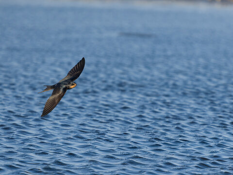 Swallow, Hirundo rustica
