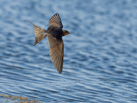 Swallow, Hirundo rustica