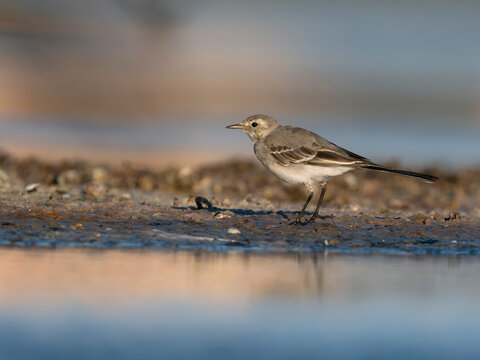 White wagtail, Motacilla alba