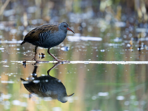 Water rail, Rallus aquaticus
