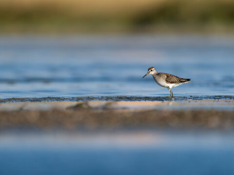 Wood sandpiper, Tringa glareola