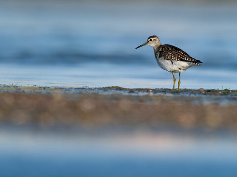 Wood sandpiper, Tringa glareola