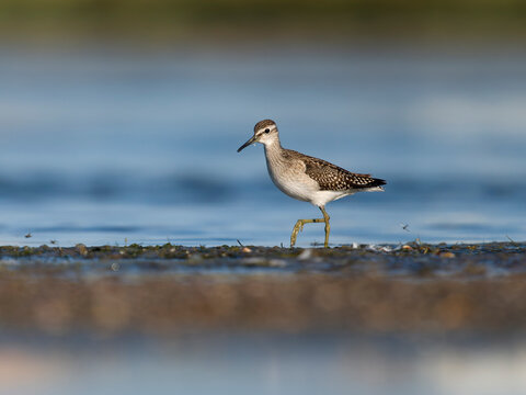 Wood sandpiper, Tringa glareola