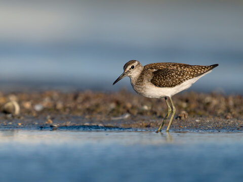 Wood sandpiper, Tringa glareola