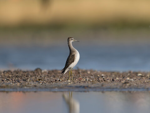 Wood sandpiper, Tringa glareola