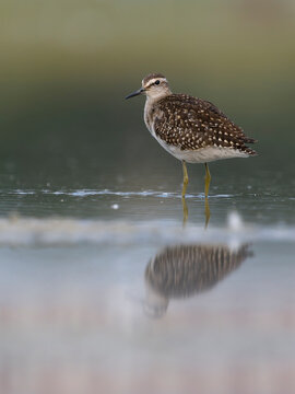 Wood sandpiper, Tringa glareola