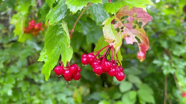 Ripe guelder rose berries with raindrops close-up
