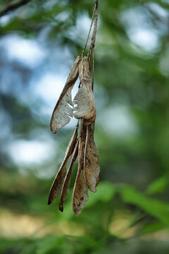 Seed pods are hanging from a branch in a green forest. Soft sunlight filters through the leaves. The scene shows the natural setting during daytime
