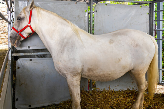Large white elegant horse standing inside rural farm