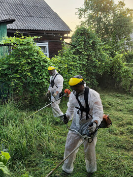 Two workers use trimmers to cut grass in a rural area. They wear protective gear while handling the tools. The sun rises in the background, casting light