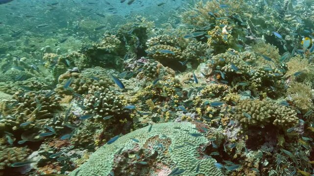 Video shows underwater habitat featuring coral reef. Various fish swim through coral formations. Water is clear and sunlight penetrates, allowing vibrant colors of reef to be visible.