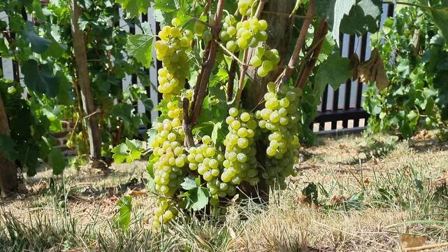 Green Grapes At The Vysehrad Vineyard Prague