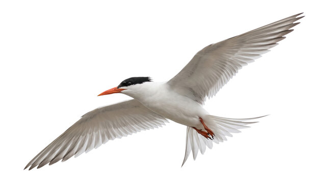 Elegant white Caspian tern flying with outstretched wings against transparent sky.