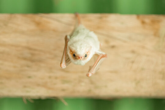White honduran ghost bat hanging on wooden board