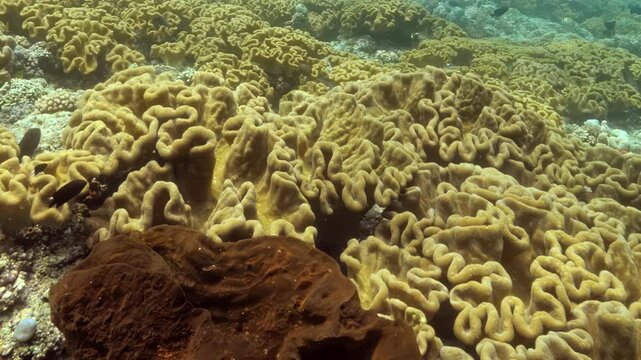 Underwater coral reef shows various textures and colors. Coral formations stretch across the ocean floor. Small fish swim among the coral. Clear water allows sunlight to reach the marine environment.