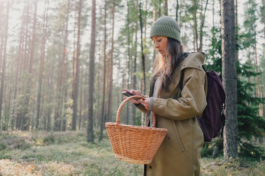 Woman using a smartphone while holding a wicker basket in a pine forest during a seasonal foraging trip, combining modern technology with mushroom hunting