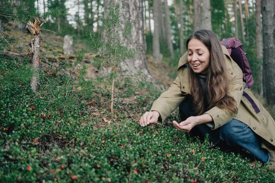 Smiling woman with a backpack picking wild berries in a pine forest during a hike, combining seasonal foraging with outdoor recreation and wild food gathering