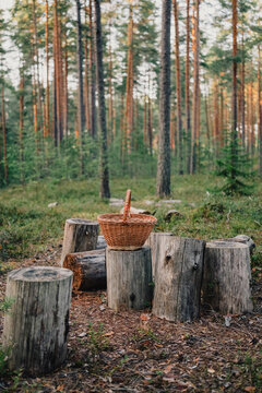 Empty wicker basket in a pine forest ready for mushroom picking, symbolizing the beginning of mushroom season and anticipation of seasonal autumn foraging