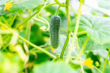 Fototapeta premium Healthy Cucumber Plants Blooming in Greenhouse