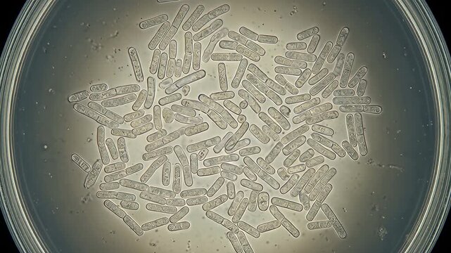 Microscopic colony of rod shaped bacilli bacteria floating in fluid