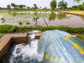 Naklejka premium Close-up view of crystal-clear irrigation water rushing from a tube-well pipe into muddy paddy-field soil, with young rice seedlings surrounding the channel