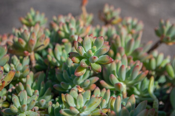 Fototapeta premium Sedum pachyphyllum succulent growing in sunlight with fleshy green leaves