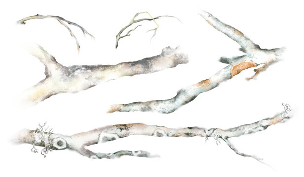 Watercolor hand drawn set of tree branches with moss and lichen isolated on white background. Natural woodland elements for bird compositions, forest decor, garden design