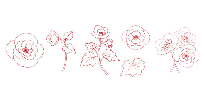 Elegant red outline botanical begonia flowers and leaves collection for floral line art vector illustration.