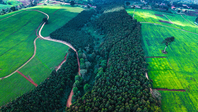 Aerial view of lush green tea plantations divided by a dense forest strip and winding dirt roads in Limuru, Kiambu County, Kenya.