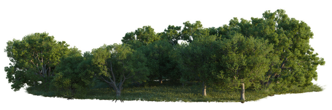 Quercus petraea tree line, Forest Edge, Backdrop cutout, isolate transparent background, Dense green trees and foliage landscape with grass - ideal for backgrounds and outdoor scenes.